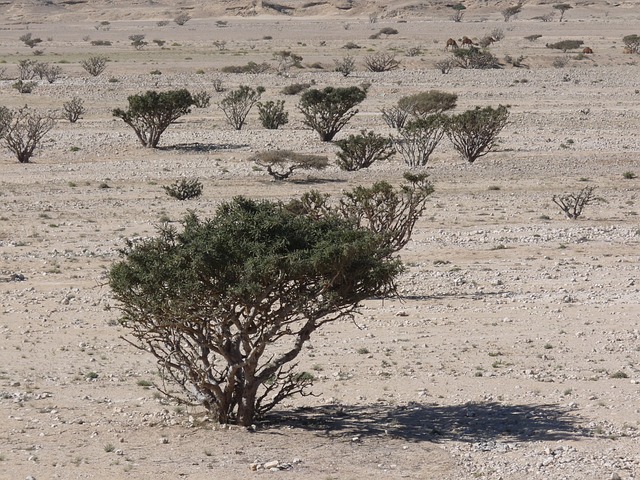 Weihrauch Baum